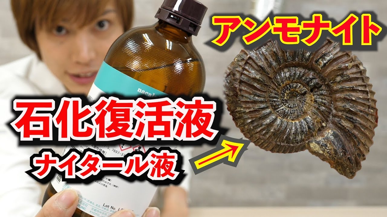 石化復活液をアンモナイト化石にかけてみた結果が凄い！ナイタール液　Dr.STONE実験【実験】science experiments