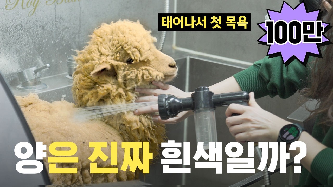 [EN/ES] 만화 속 새하얀 양들은 다 거짓이었던 걸까? 직접 씻겨봤습니다