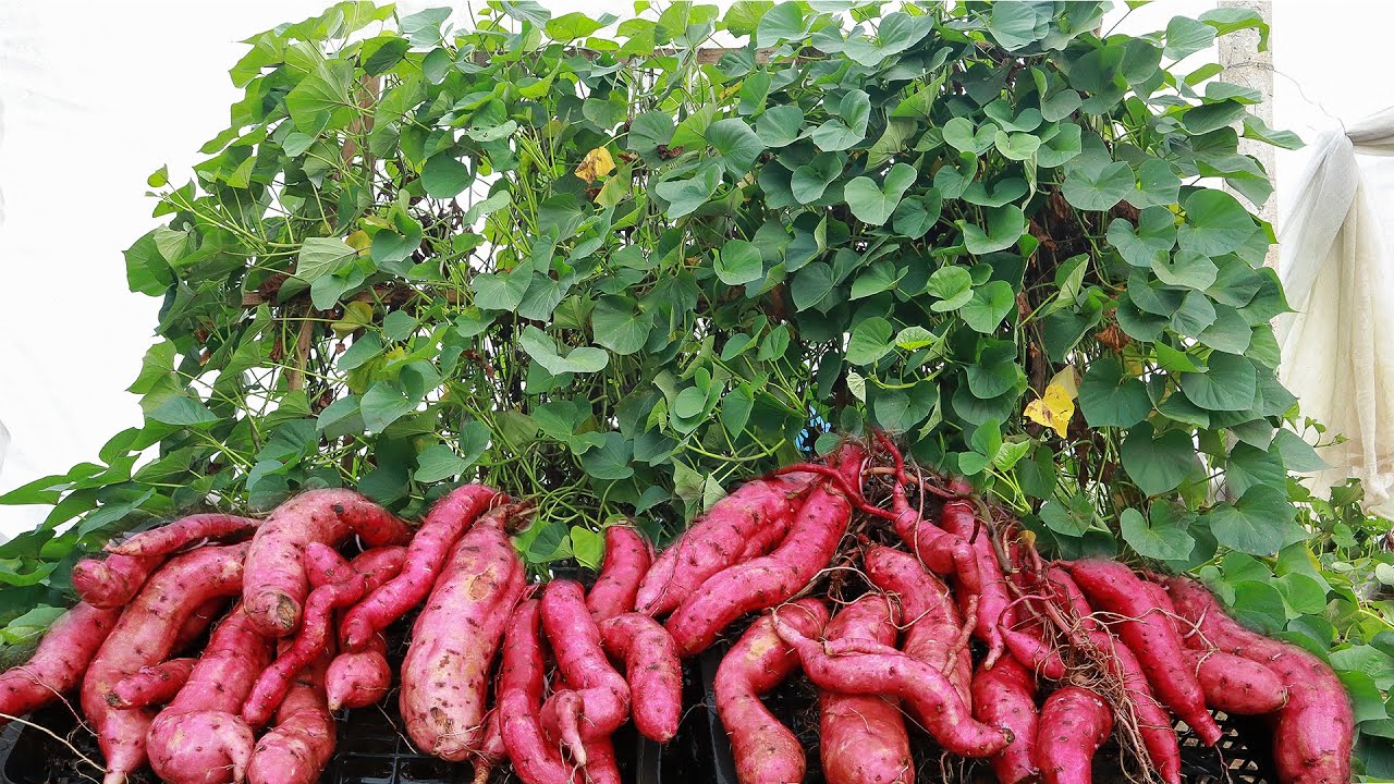 Amazing - Method of growing sweet potatoes on a trellis at home for high yield