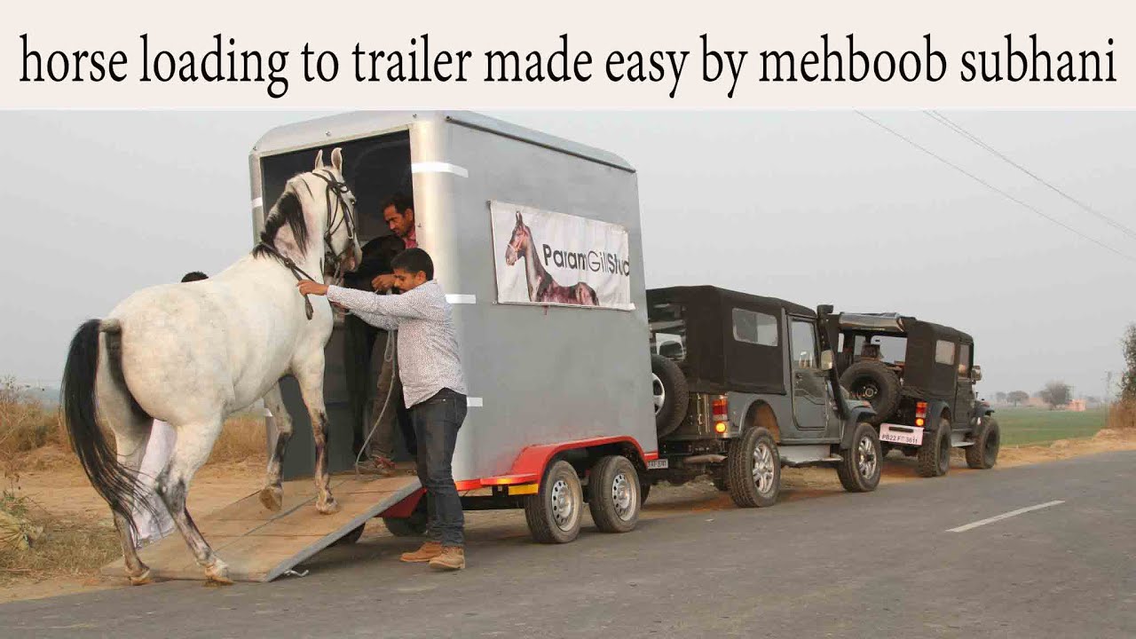 horse trailer loading made easy by indian horseman mehboob Subhani