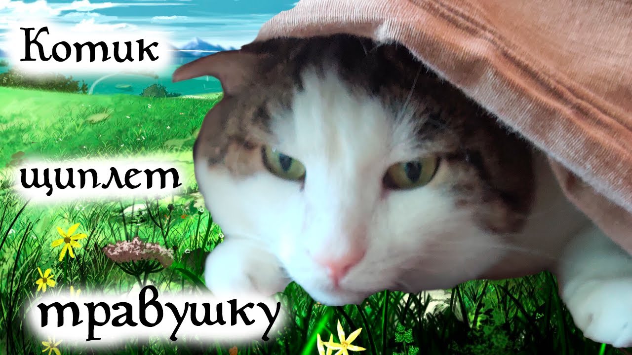 Кисик сладко щиплет травушку