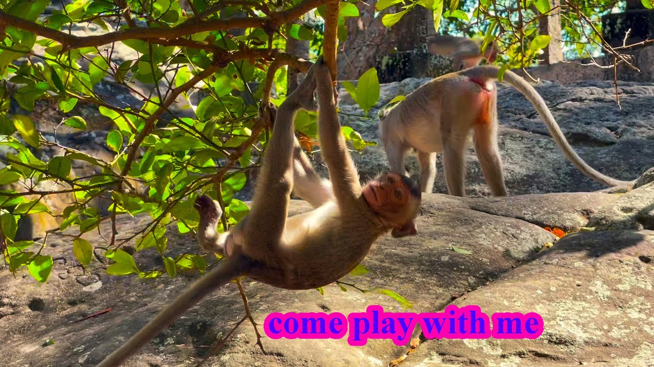 The group of monkeys is very cute, but one monkey is very quiet.