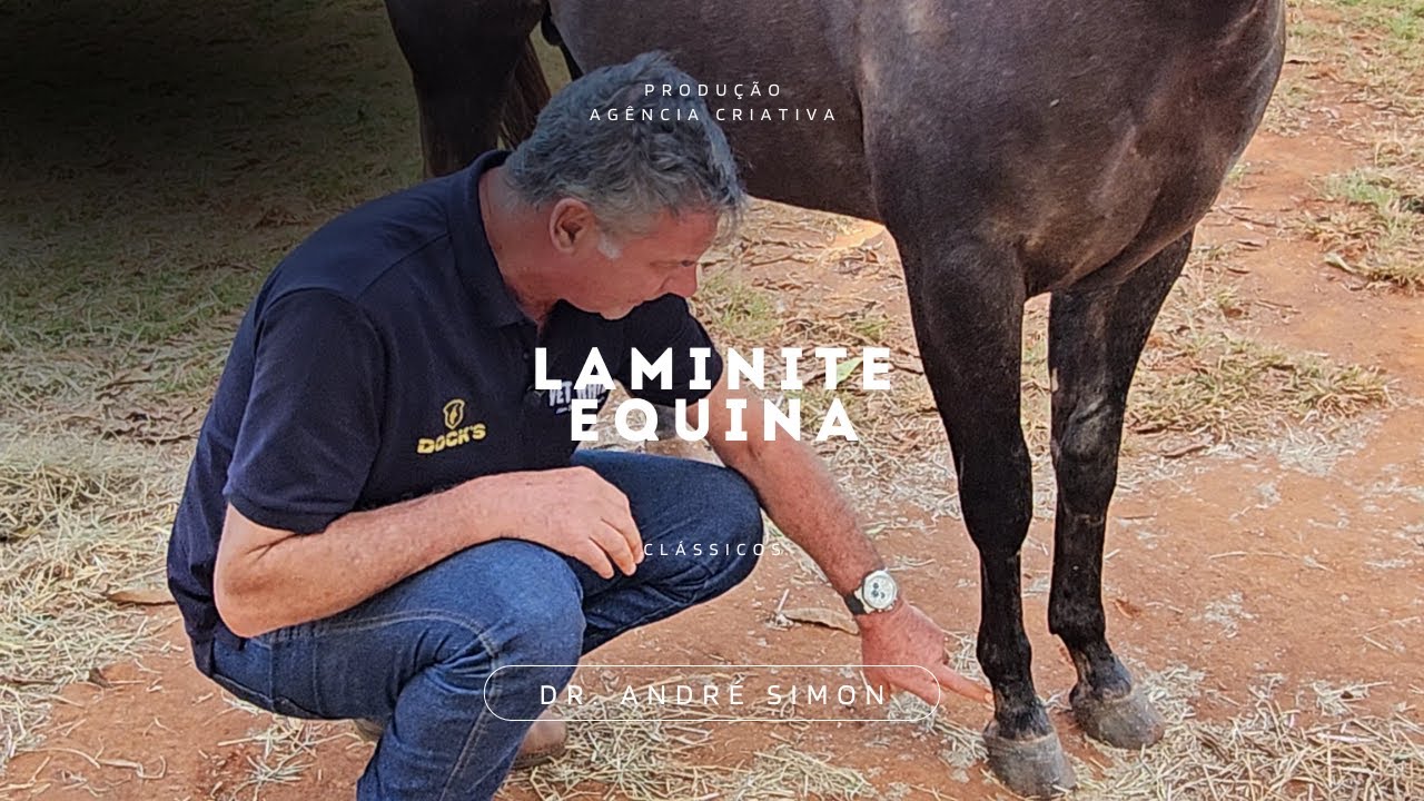 Laminite Equina | Dr André Simon - Vet Raiz