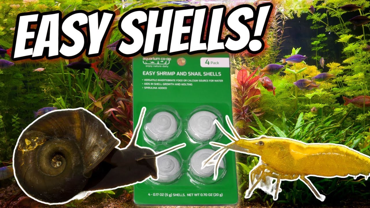 Aquarium Co-Op Easy Shrimp and Snail Shells!  Will They Eat It!