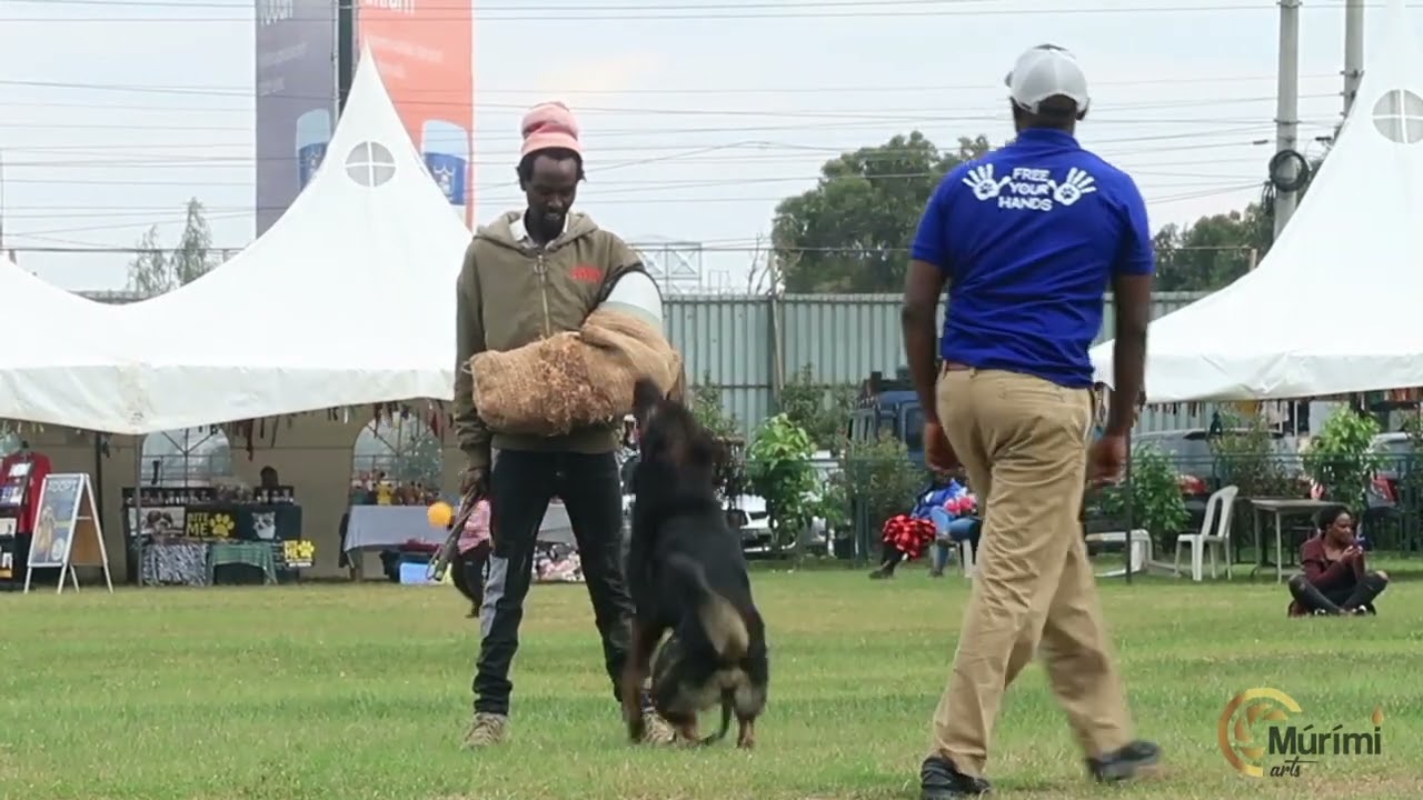 VIP security dogs