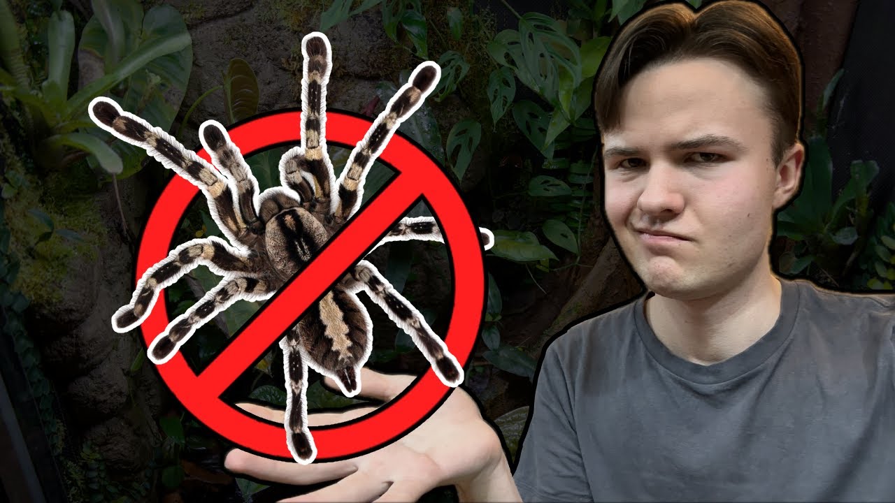 Why I Quit Tarantula Keeping - And Why I Returned