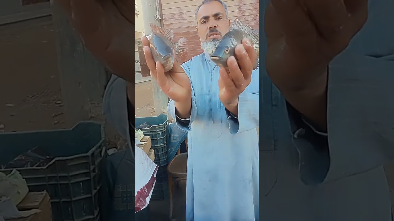 اليوم الاثنين 19/1/2026 سمك وصل طازه بيلعب من المزرعه عنواني الاخيوة مركز الحسينيه محافظه الشرقيه 