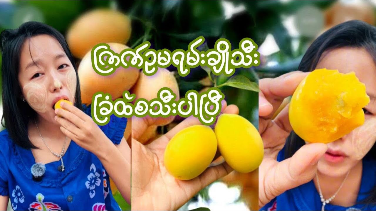 ကြက်ဥမရမ်းချိုသီး ၃နှစ်ပြည့်မှာစသီးနေပါပြီ