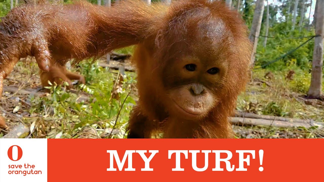 My Turf! - Save the Orangutan