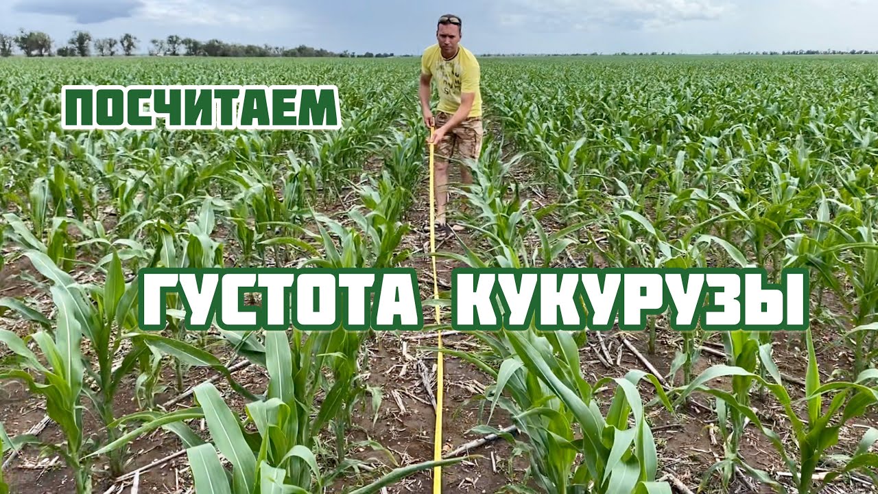 Считаем густоту кукурузы