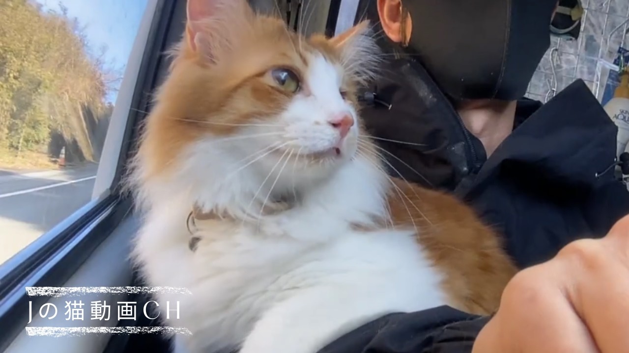 ねこと山歩きに行く｜お山の温泉｜不思議な水車小屋　Go hiking with a cat