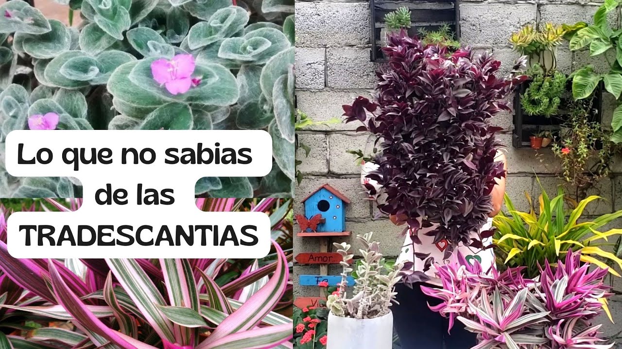 TODO lo que debes Saber de las tradescantia