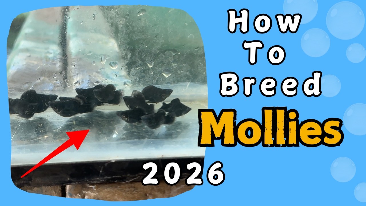 How To Breed Molly Fish Like a Pro in 2026