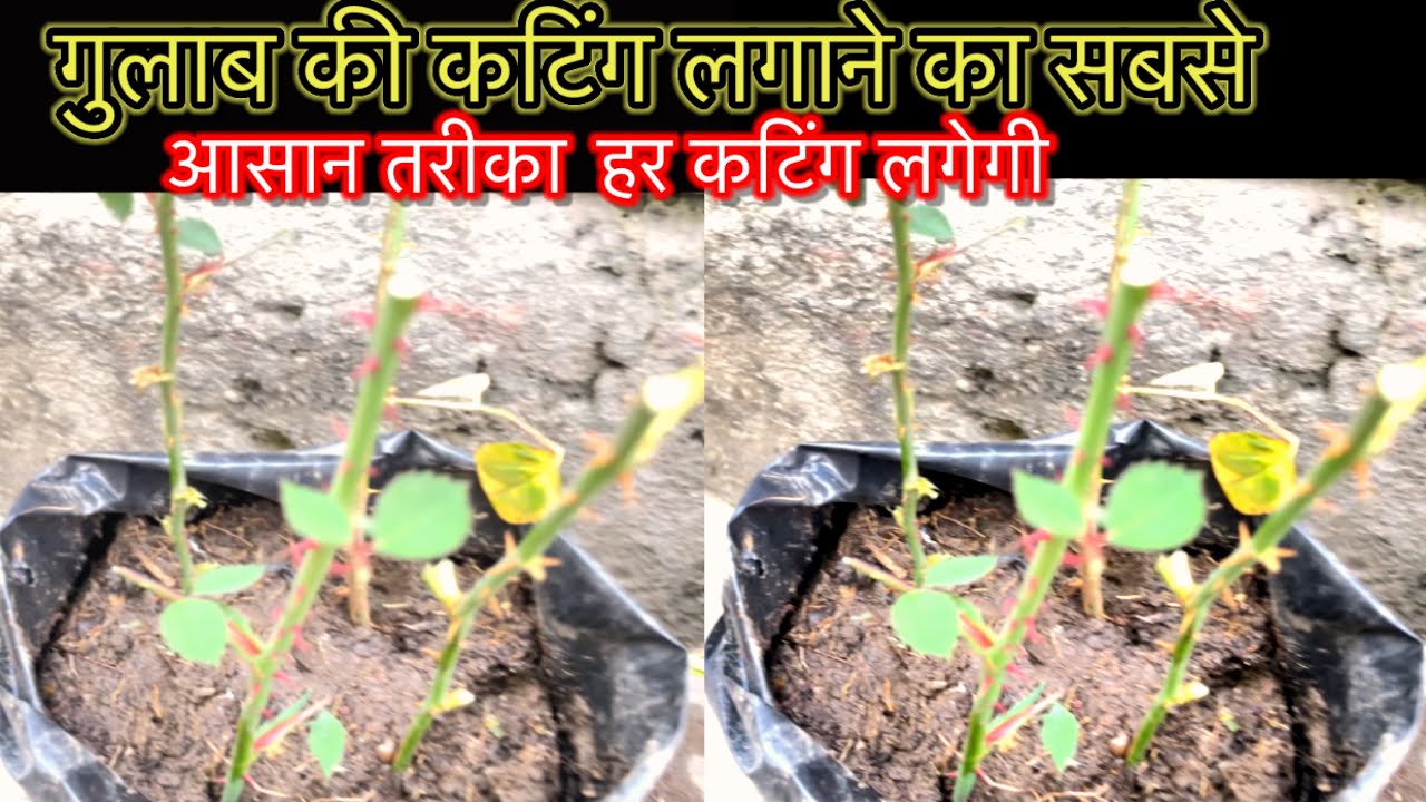 गुलाब की कटिंग कैसे लगाए/गुलाब की कटिंग लगाने कासबसे आसान तरीक़ा/How To Grow Rose Plant From Cutting