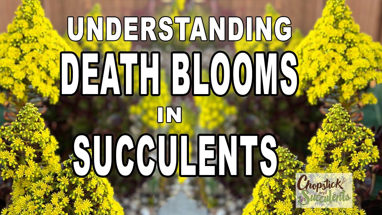When Succulents Bloom... Then Die? | Monocarpic Succulents & Death Blooms Explained #succulentcare