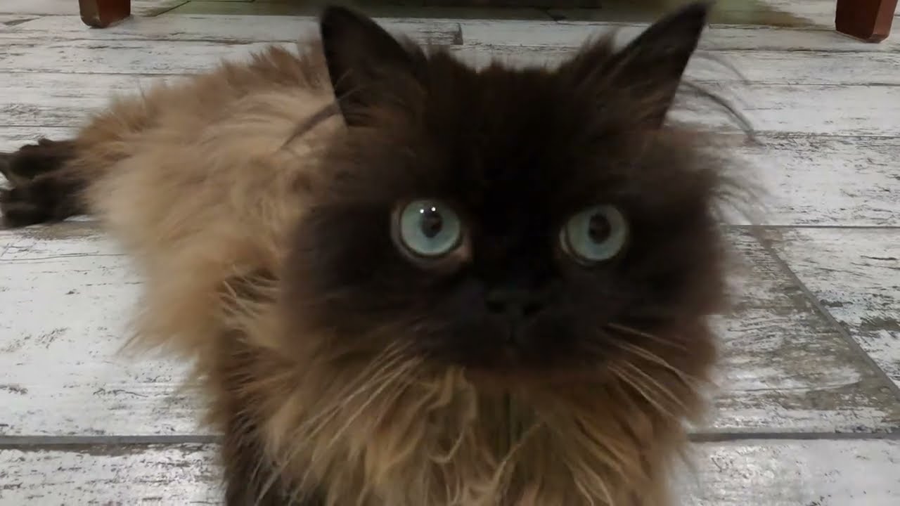 Lil' Bear
