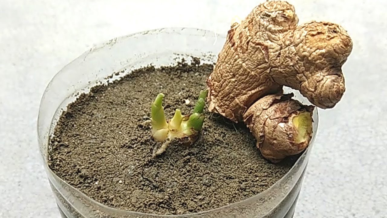 Grow ginger from cuttings | Grow at home