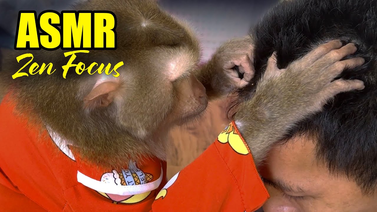 ASMR Monkey Grooming | No Talking Deep Sleep & Ultimate Zen Focus