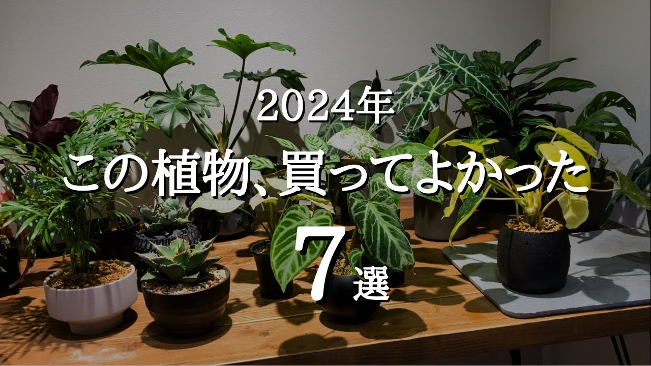 【今年もたくさん買った…】2024年買ってよかった観葉植物7選 | 特徴や値段など