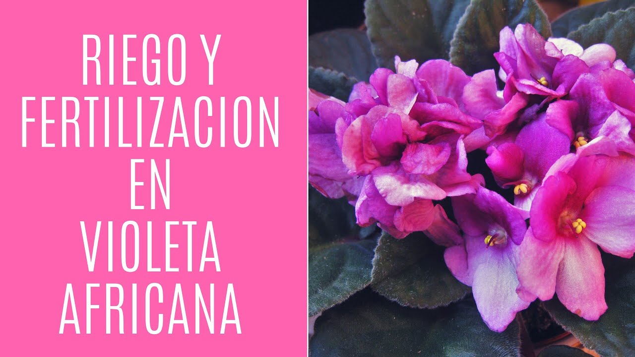 Riego y Fertilización en Violetas Africanas Exitosamente!!!🌹#violetaafricana #riegoexitoso