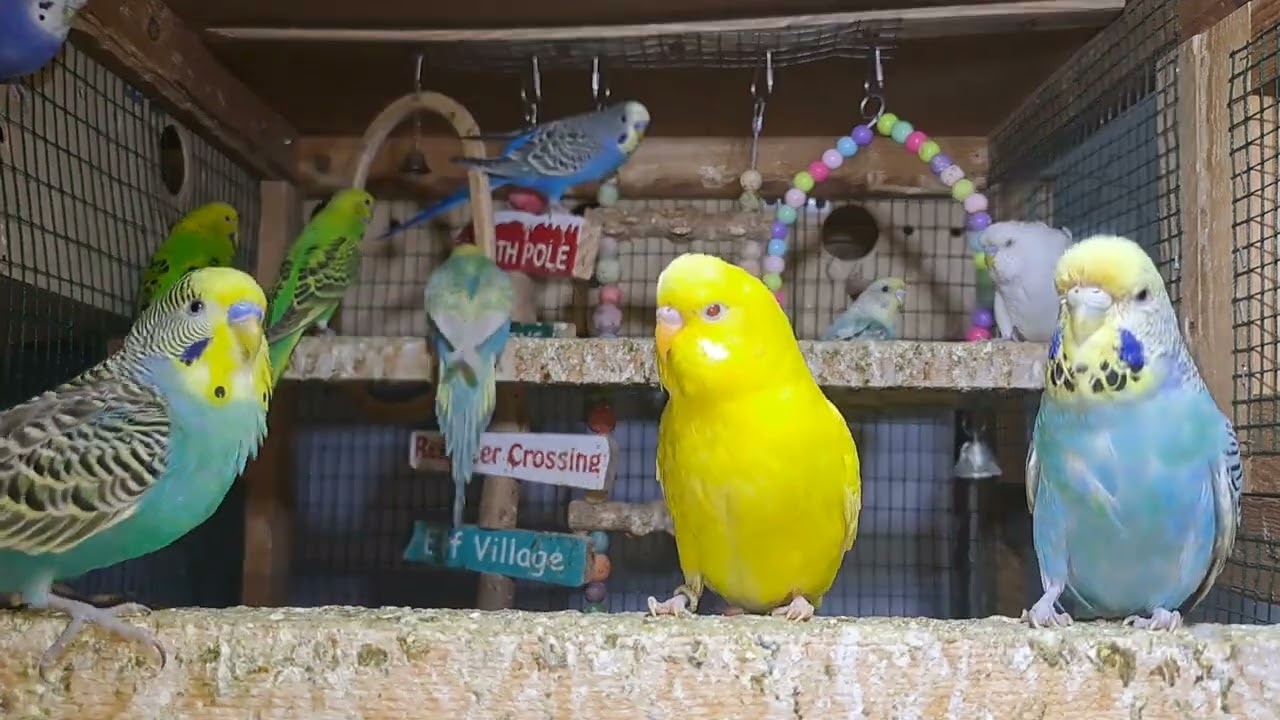Baby parrot squad