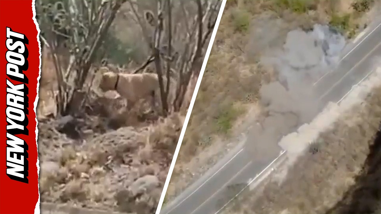 Hidden Minefield Destroyed After Hero Dog Sniffs Out Explosives