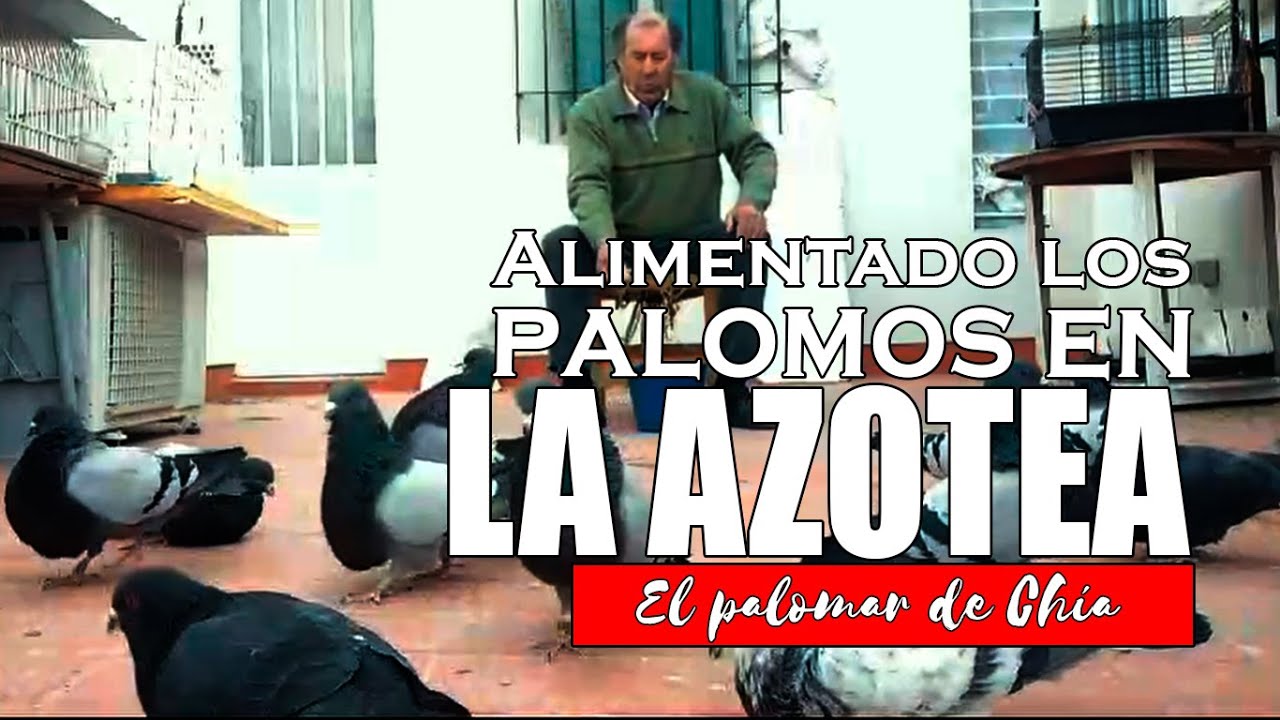 Disfrutando de mis palomos mientras los alimento #palomos #colillanos #Criadordepalomos