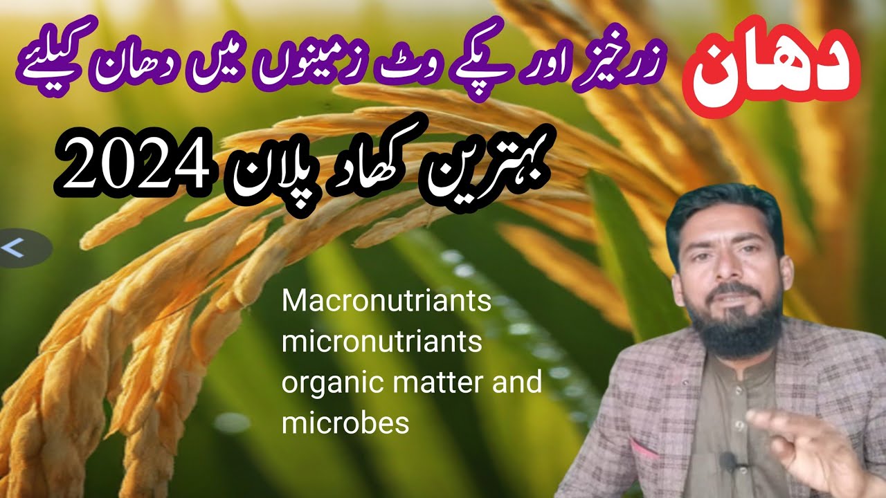 Paddy Fertilizer Plan: Boosting Rice Yield with Optimal Nutrient Management.