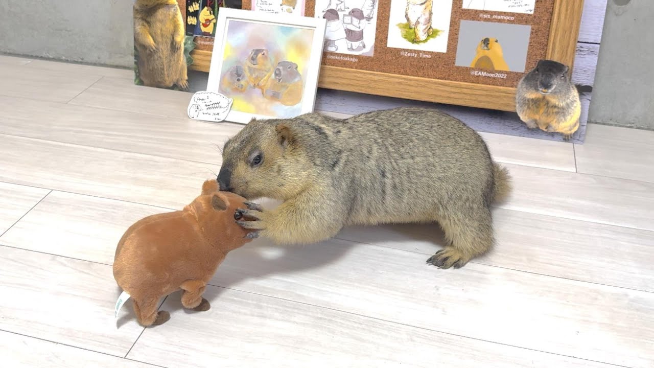 Mamochi and Capybara / OmoPuku at morning assembly