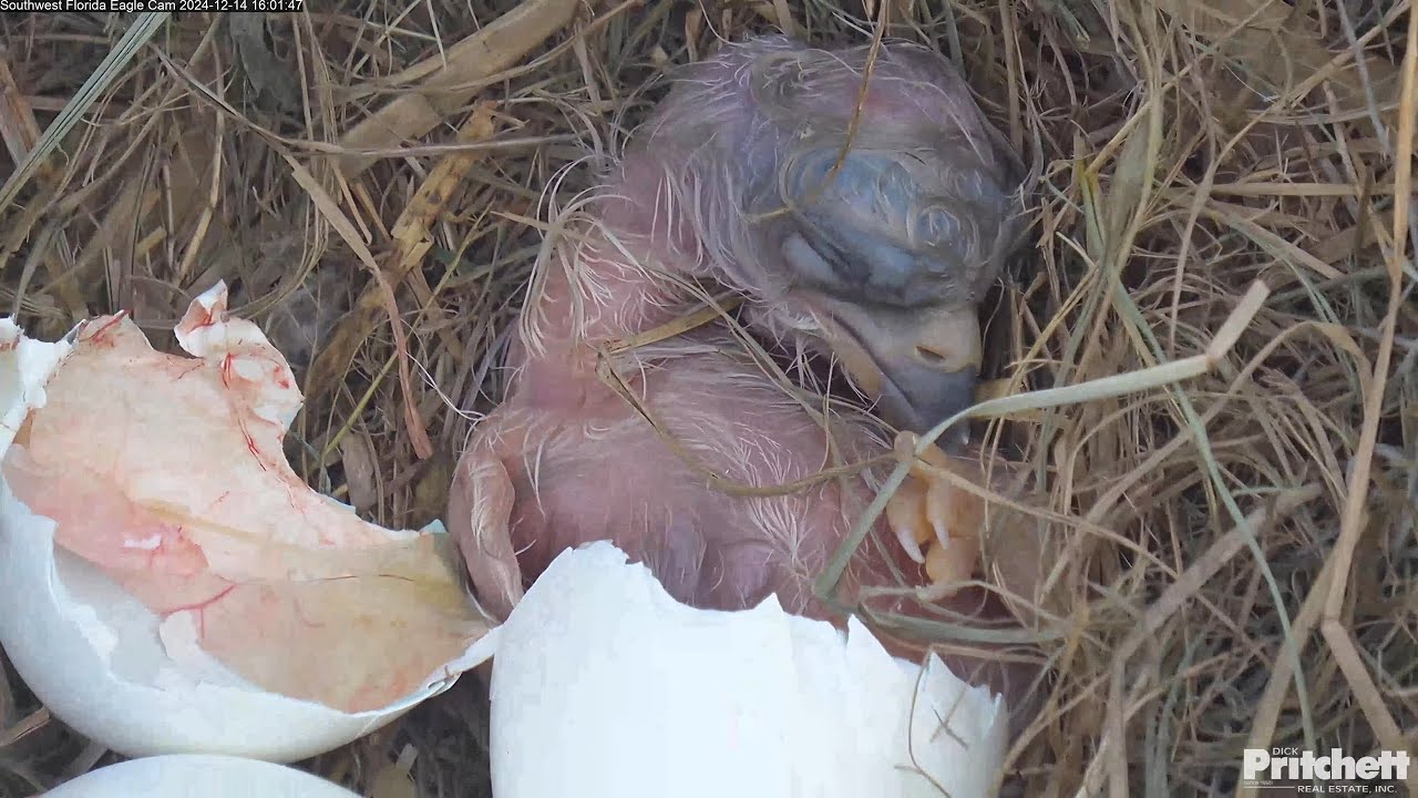 WELCOME TO THE WORLD E24💕🥳Southwest Florida Eagle Cam / 