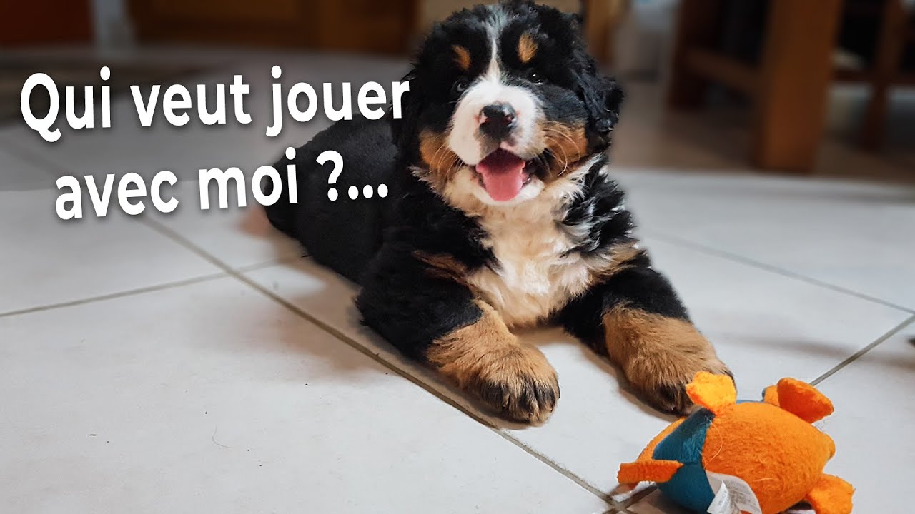 Chiot Bouvier Bernois : C'EST MON JOUET  ET TU NE ME LE PIQUERAS PAS !