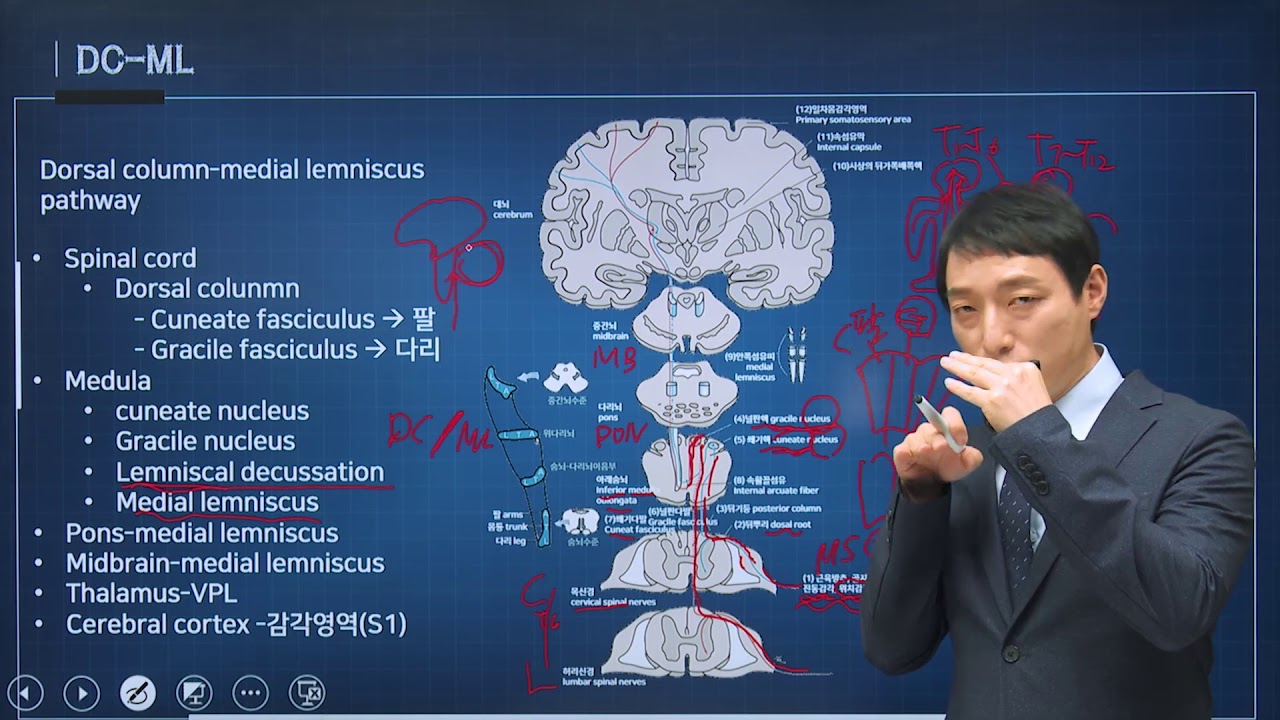 신경과학(신경해부학) 37강 척수로 spinal tract