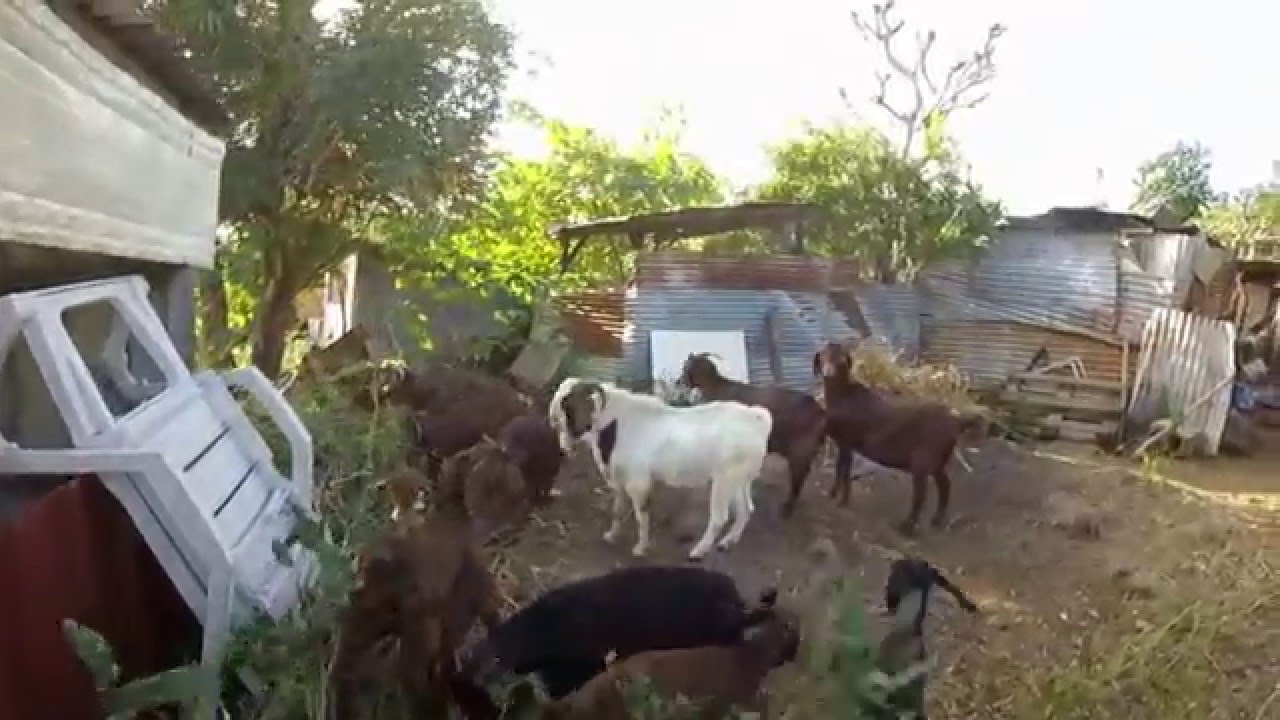 Boucs Boer Goats and cats, mes cabris et mes chats 19/ 07/15.