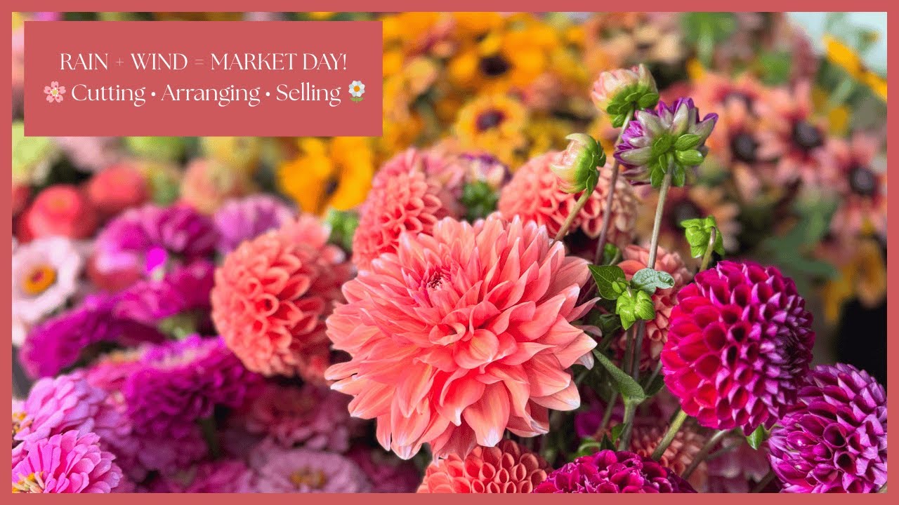 Mid-August Farmers Market | Harvesting & Arranging Summer Flowers in the Rain