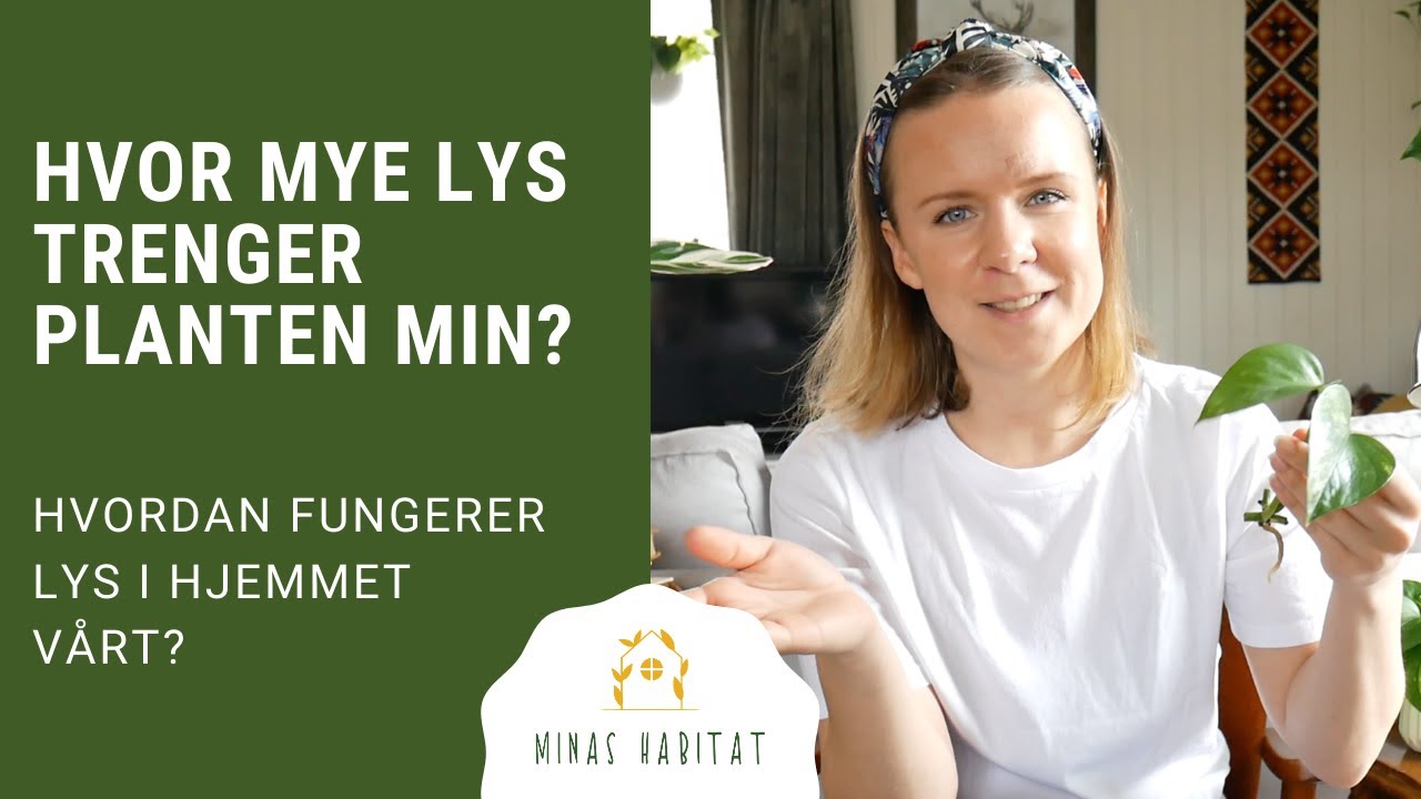Forklaring av lys til planter | Hvordan lyset fungerer innendørs!