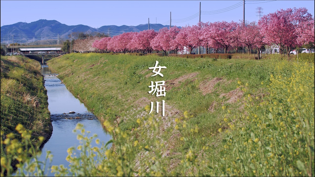 8K - Onnahori River Sakura - Saitama - 女堀川