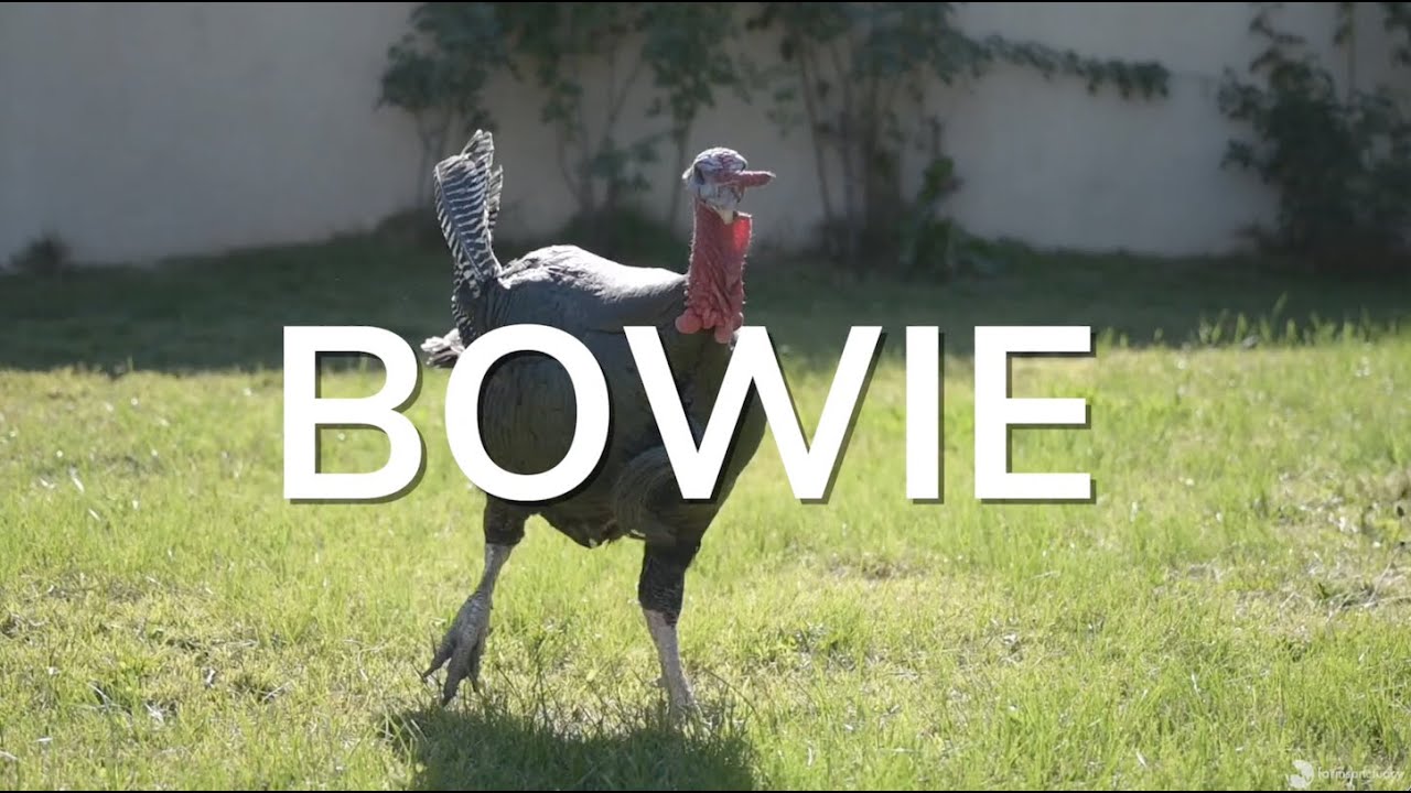Turkey Regains His Personality & Shine After Being Rescued