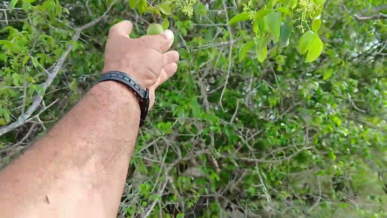 Mas um vídeo mostrando as coisas do sítio cajueiro Lagoa salgada RN 