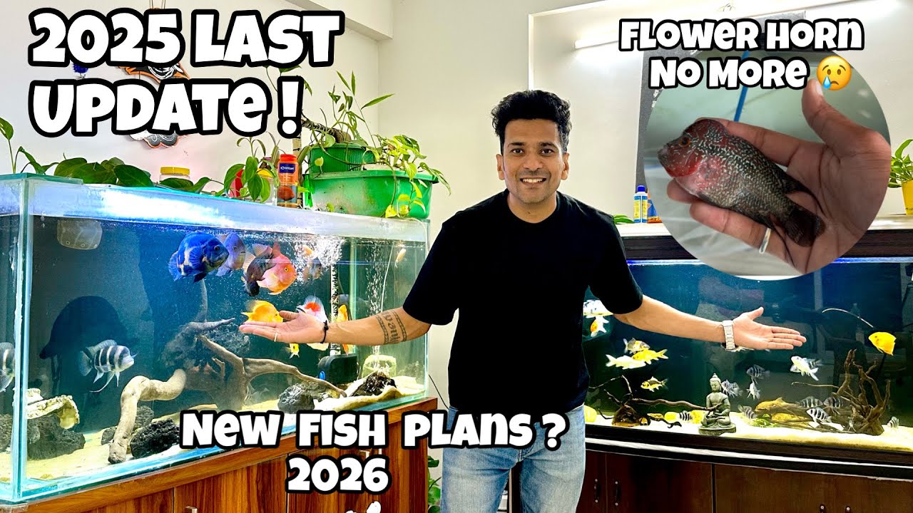 Last Aquarium Video of 2025 | Complete Fish Collection & Big 2026 Plans!