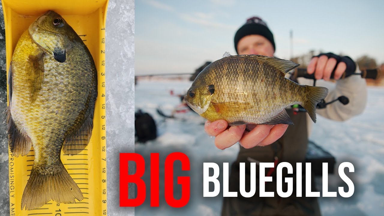Run-and-Gun Ice Fishing for GIANT Bluegills!