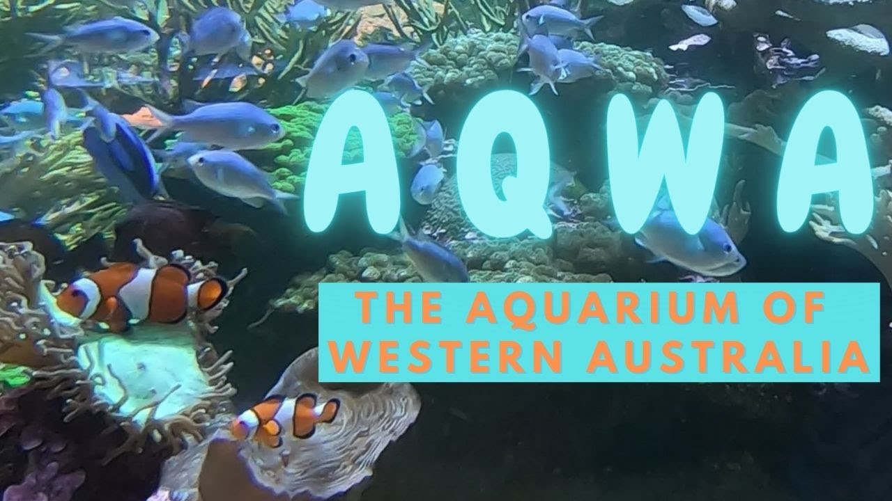 AQWA TOUR - The Aquarium of Western Australia / Perth - September 2020