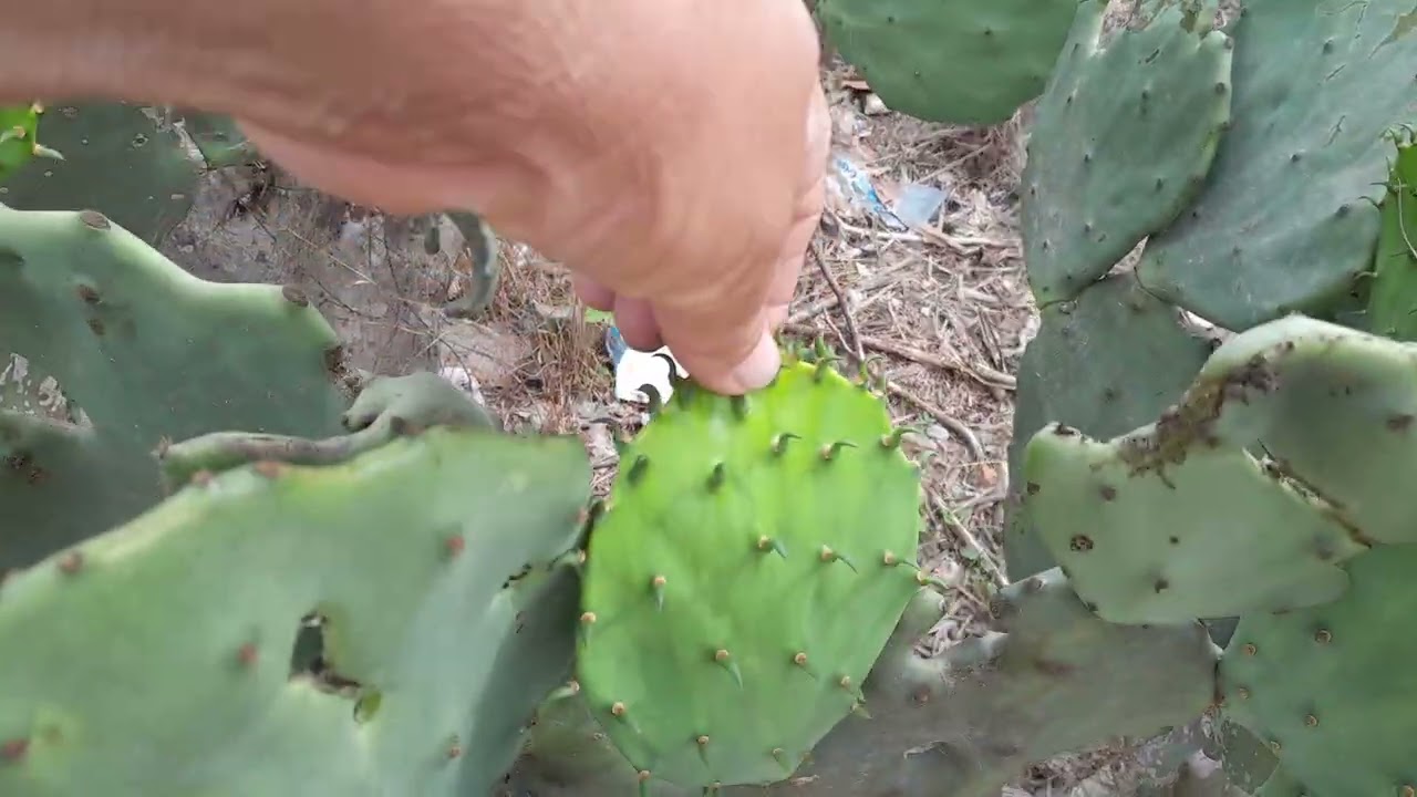Mostrando a sisterna já está  bem andada e mostrando um pouco de palma as plantas 