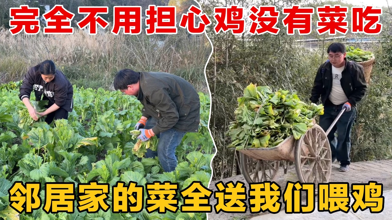 中国好邻居，邻居家的菜多到吃不完，全送我们喂鸡，打好邻里关系好处多