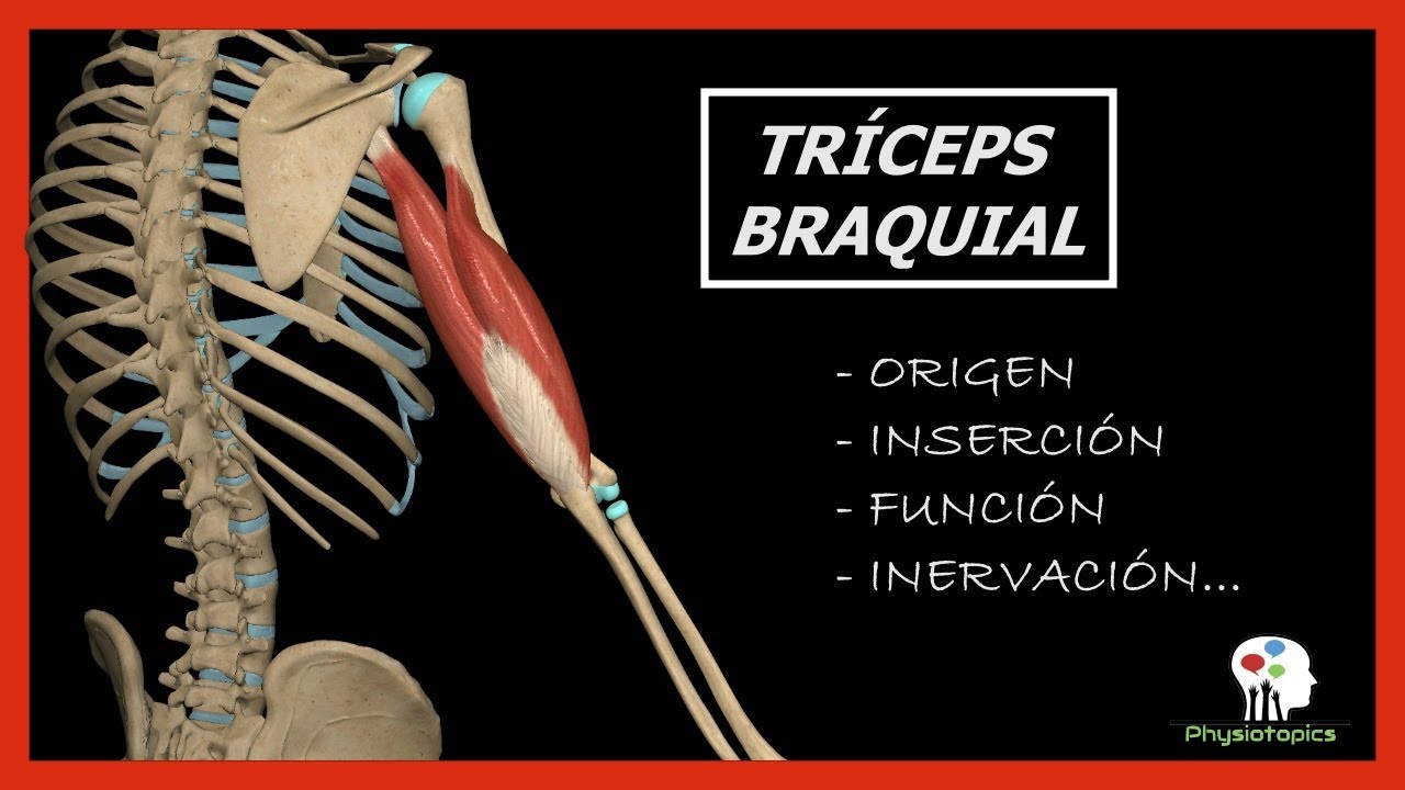 Tríceps Braquial | Origen, inserción, función e inervación