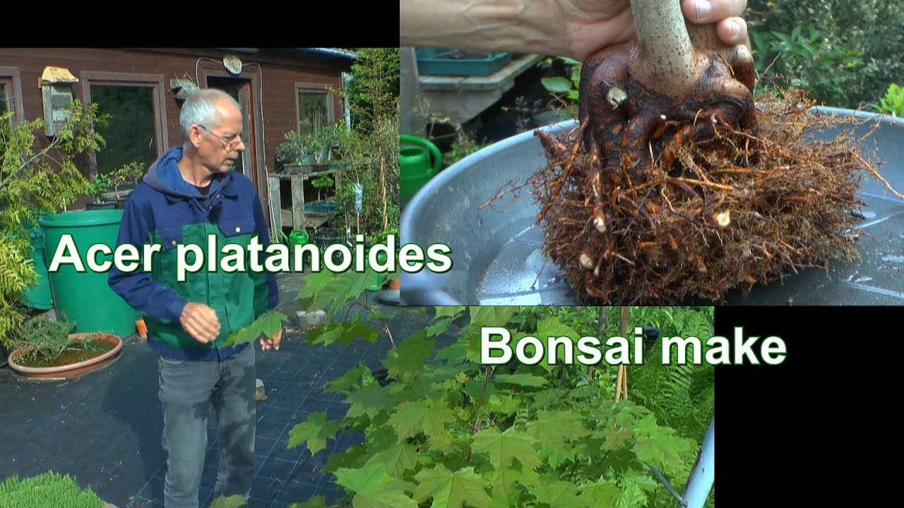 Big Bonsai make a new Bonsai Acer Platanoides. Pot tree to Bonsai Spitzahorn Baum