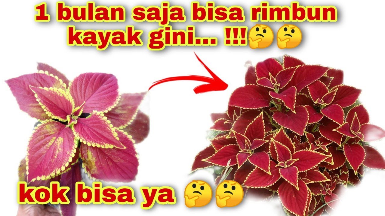 CARA CEPAT MEMBUAT MIANA COLEUS RIMBUN