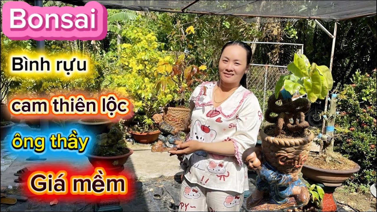 20-2-2026☎️0332.979.599🌳mai bonsai bình rựu-mai giá mềm-cam thiên lộc. 