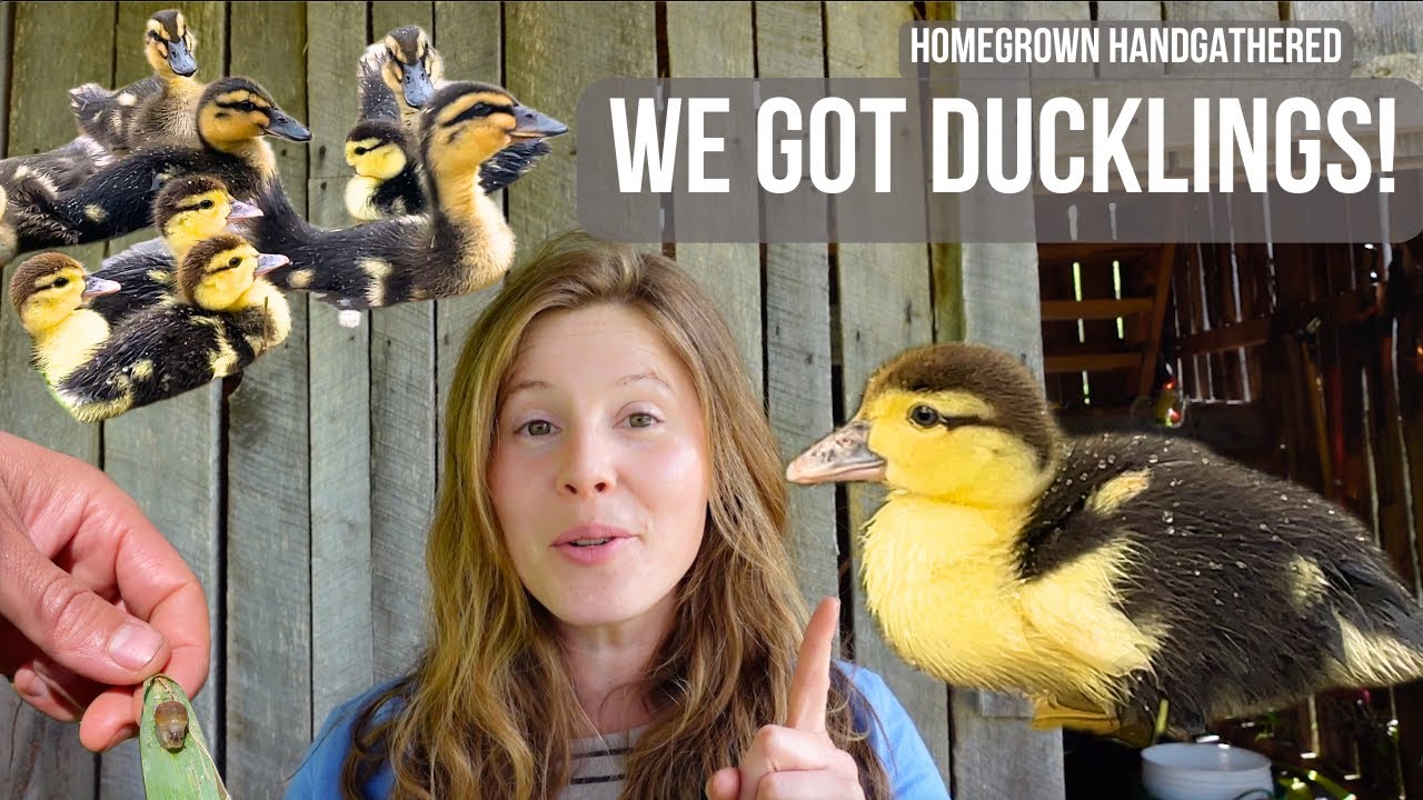 Why our First Animals on the Farm had to be Ducks