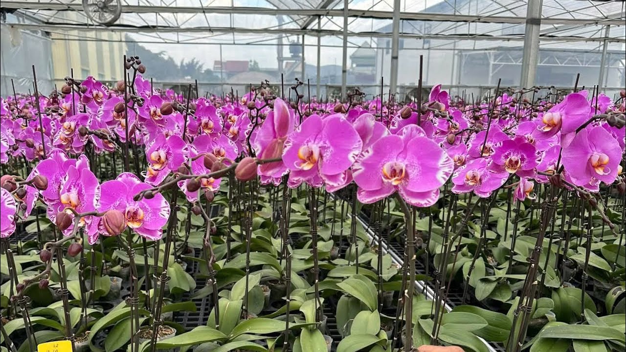 Lan rừng tối 02/2_siêu nhiều hồ điệp, địa lan rẻ hoa tết..0392598516