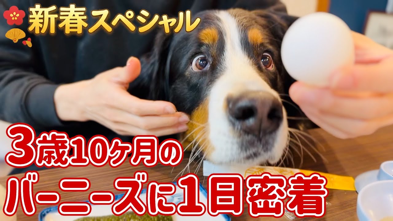 【1日密着】新春スペシャル🎍島で過ごす3歳10ヶ月のバーニーズマウンテンドッグ🐾